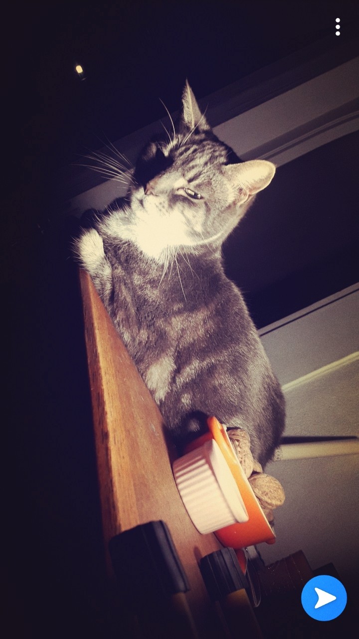 cat