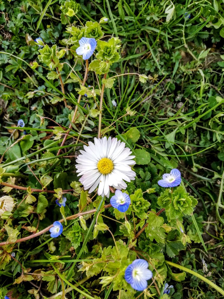 flower