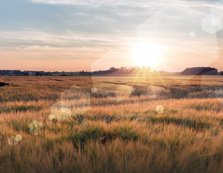 Wiese bei Abendrot