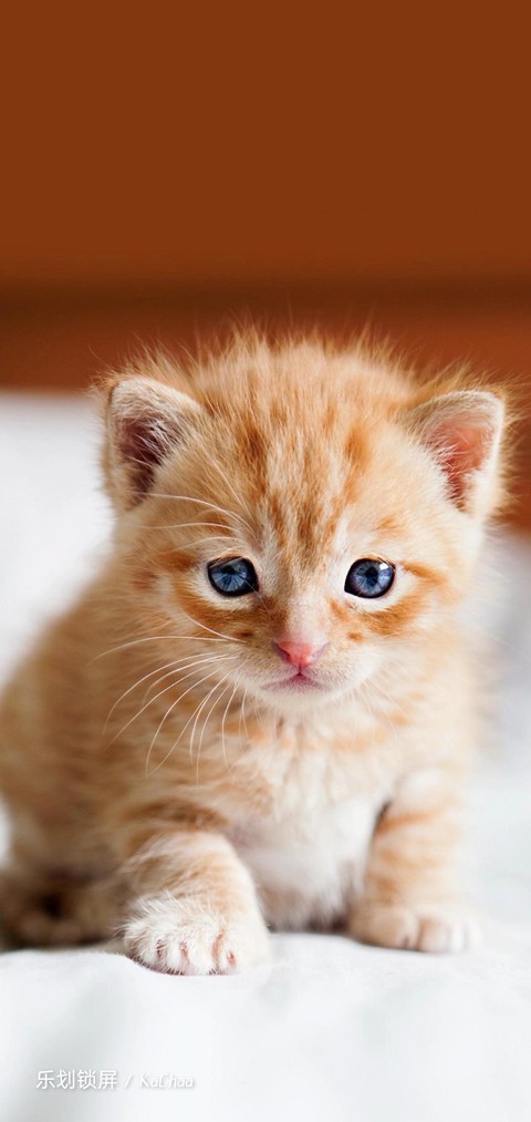kitten