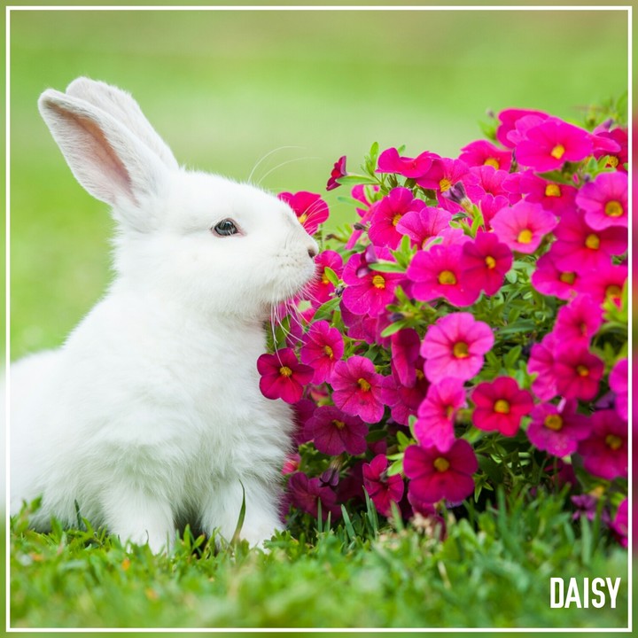 RABBIT