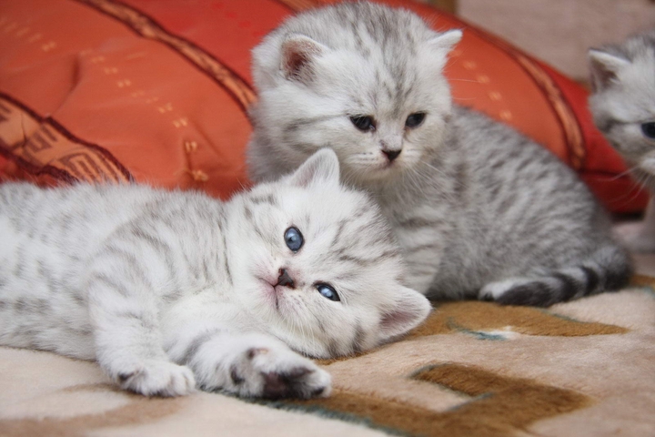 котики