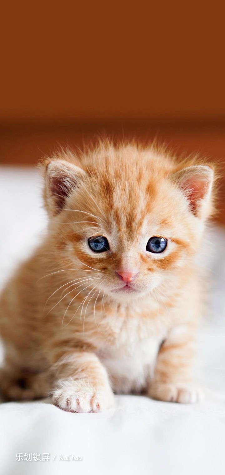 kitten