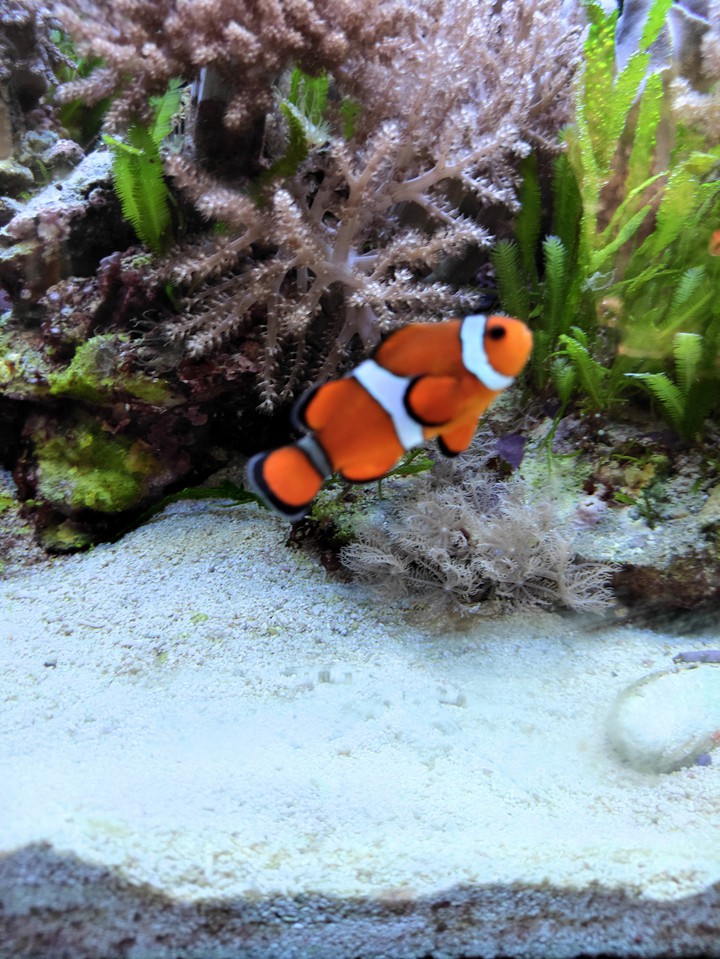 Clownfisch