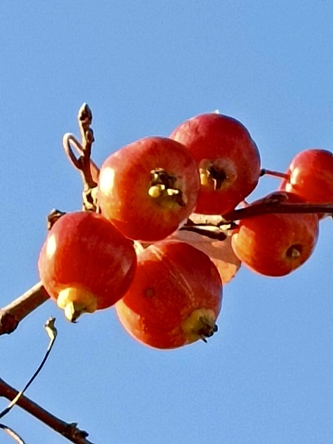 fruit, rowan duvar kağıtları