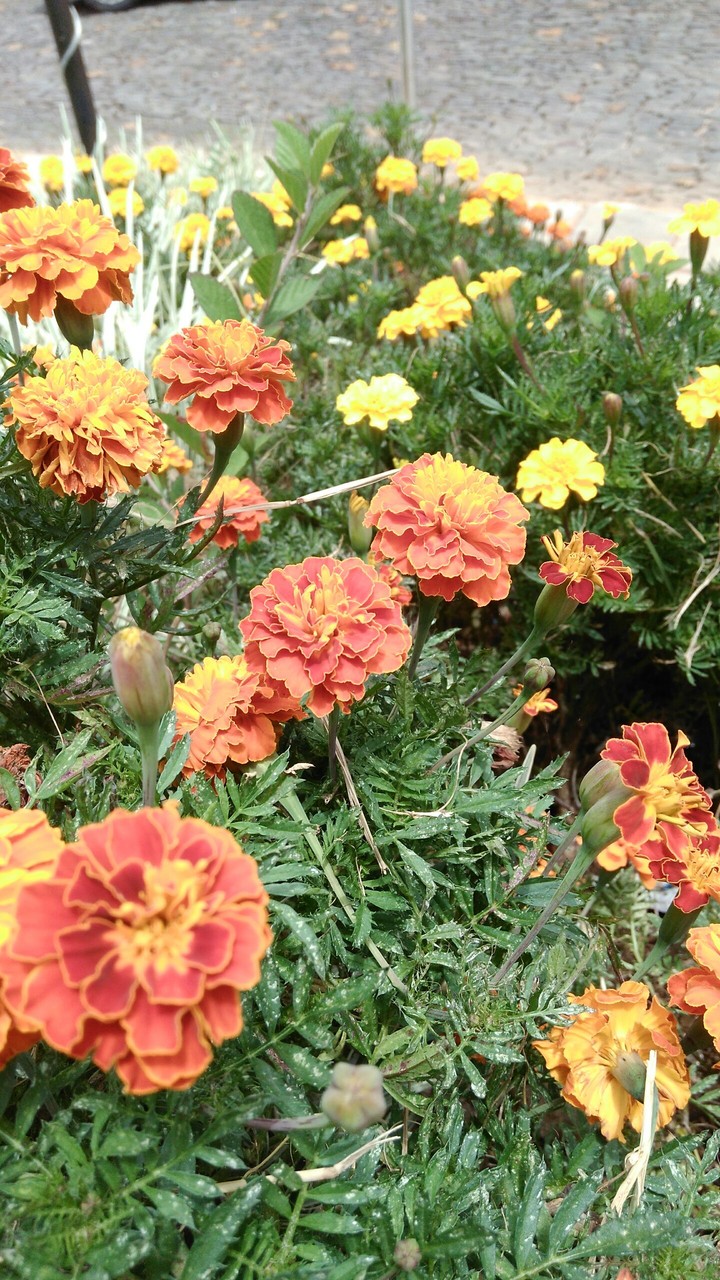 Jardins