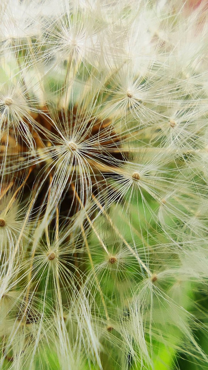 dandelion