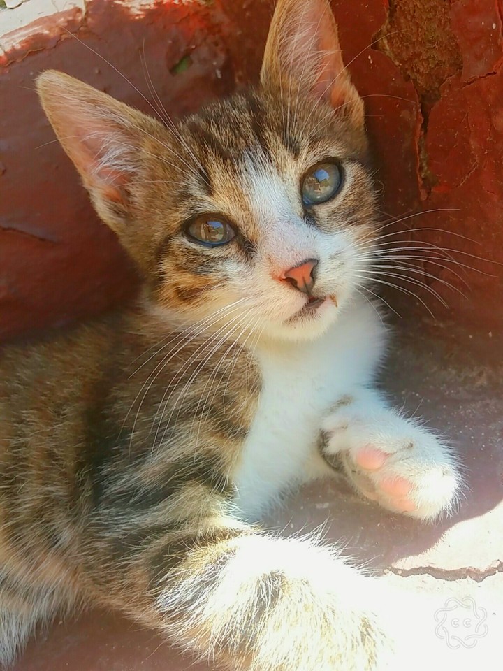 Beautiful Kitten