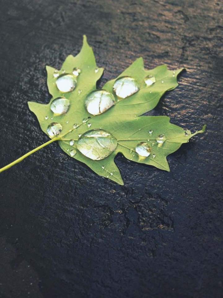 Raindrops