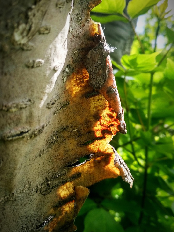 tree