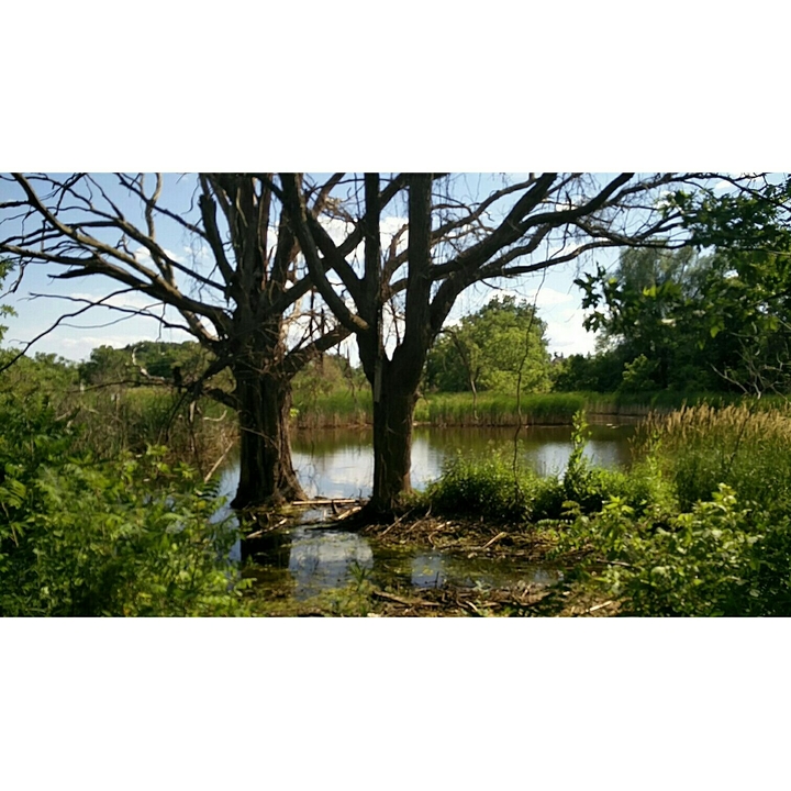 old trees