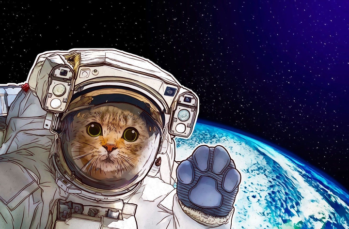 cat