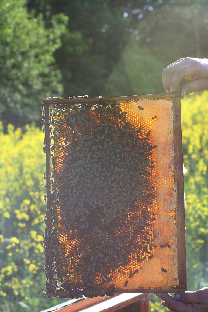 Bees and honey