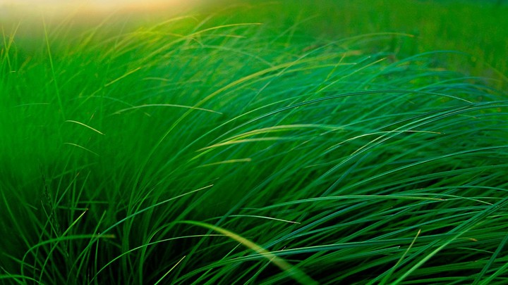 Green.