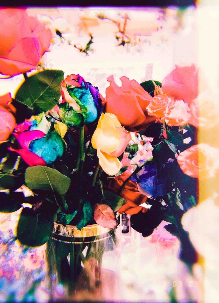 rainbow rose