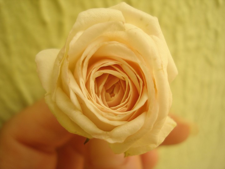 Rose 2