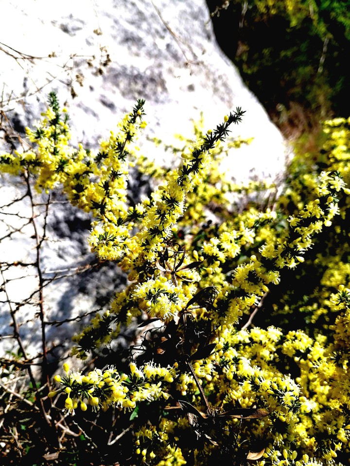 flowering asparagus