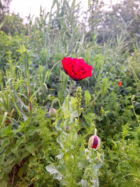 shrub, flower वॉलपेपर