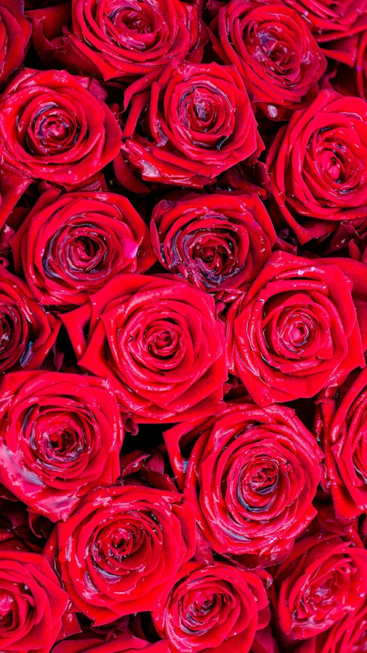Red roses