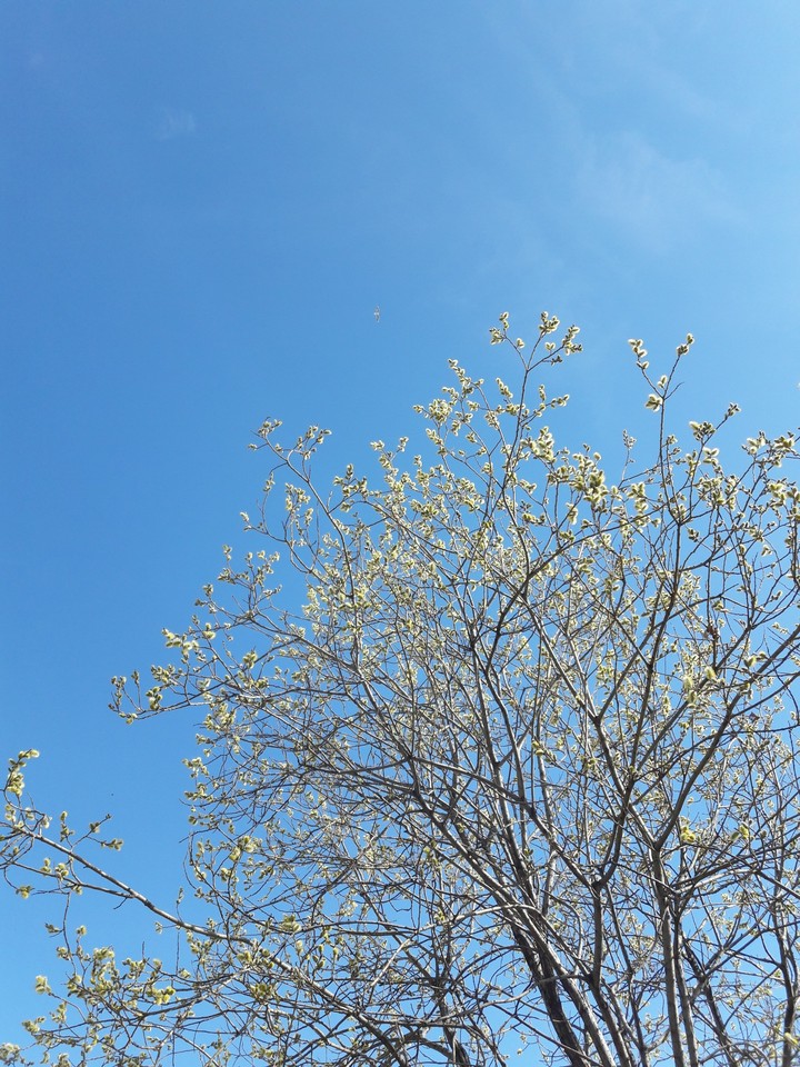 sun