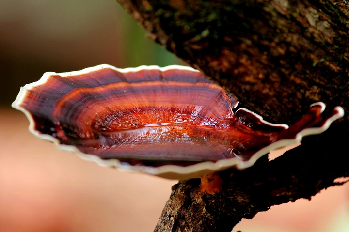 mushroom