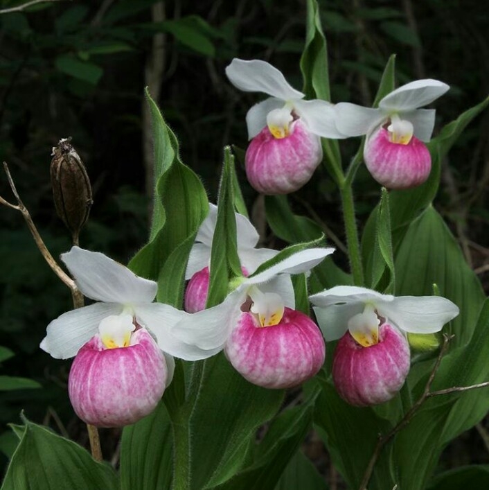 fleurs...