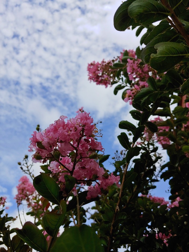 crepe myrtles in the morning