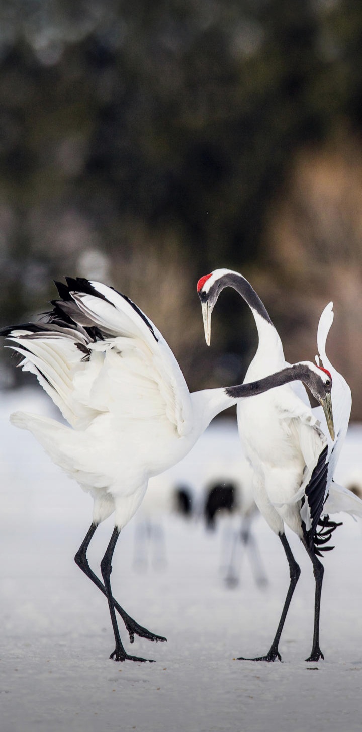 sarus crane
