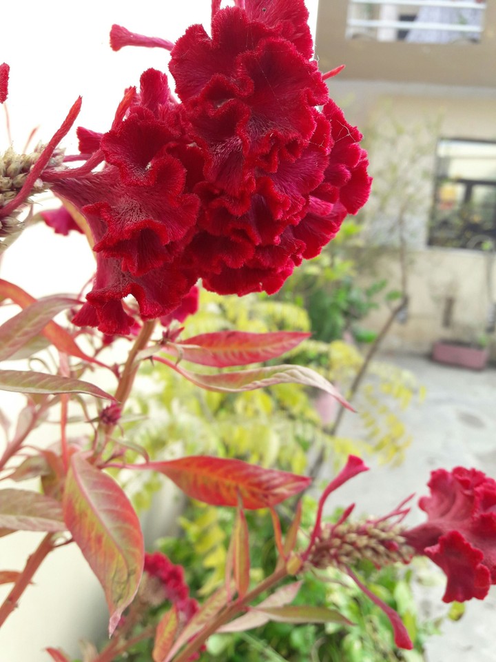 flower