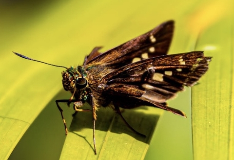 sfondi lepidoptera, closeup