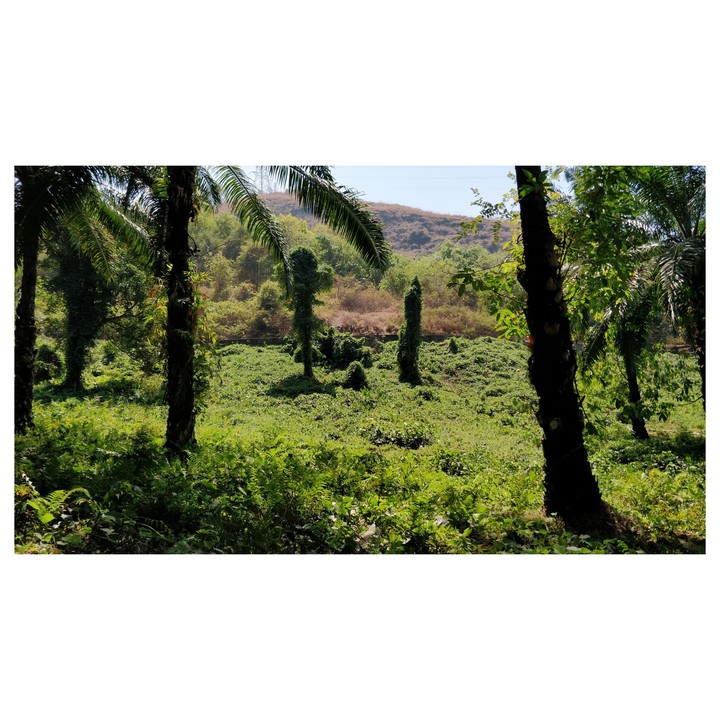 kerala