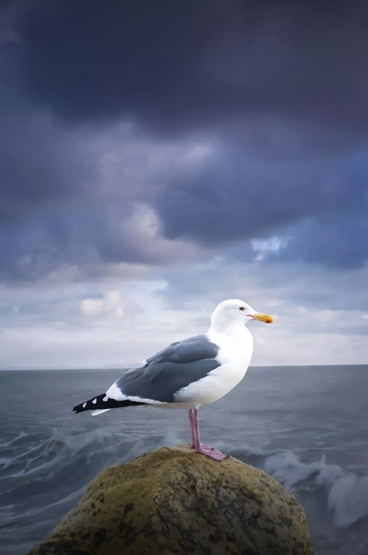 Lonely bird❤❣❤