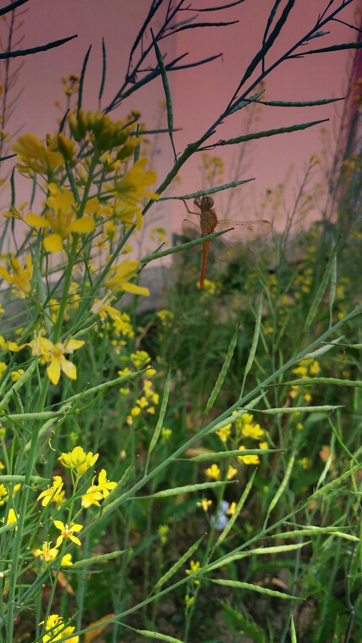 Mobile Photography