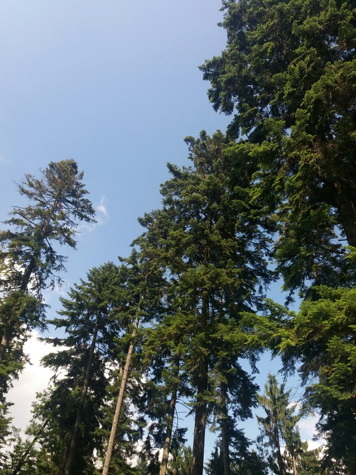 Forest in the sky