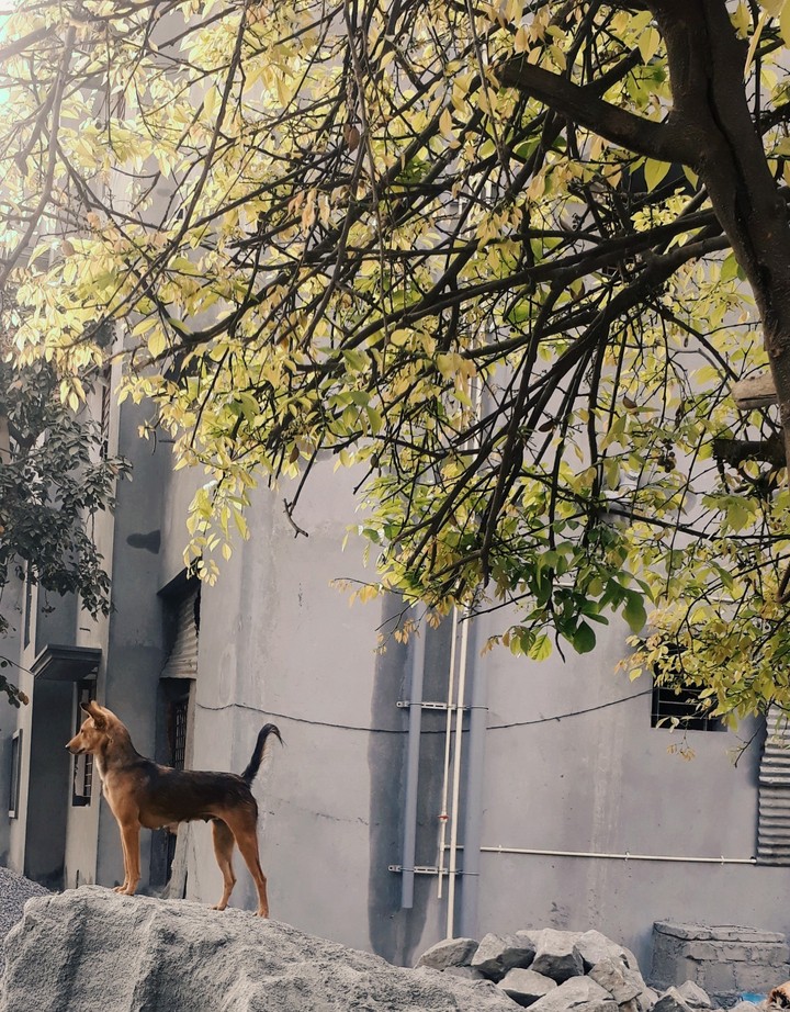 dog on a hill