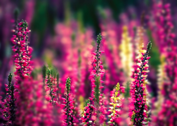 Bloom bloom