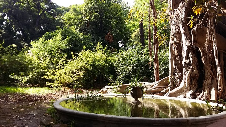 A fountain in the jungle