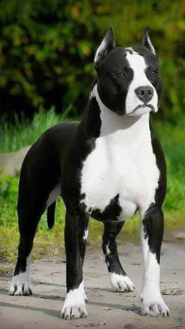 Jr
