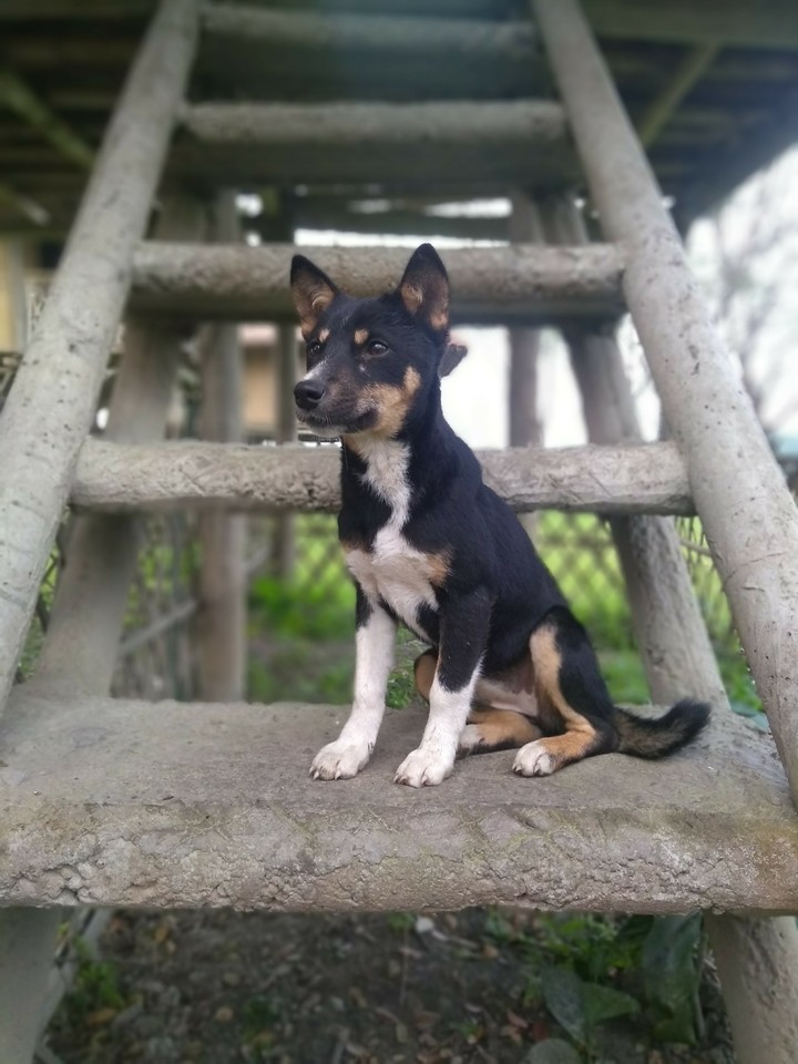 Cute Dog