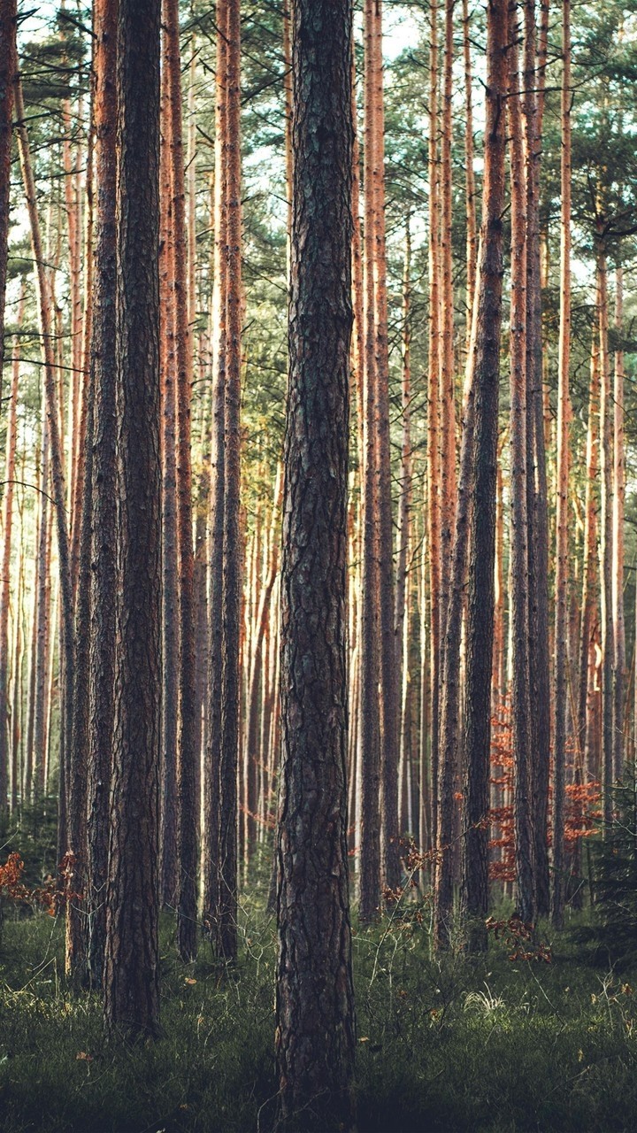 woods