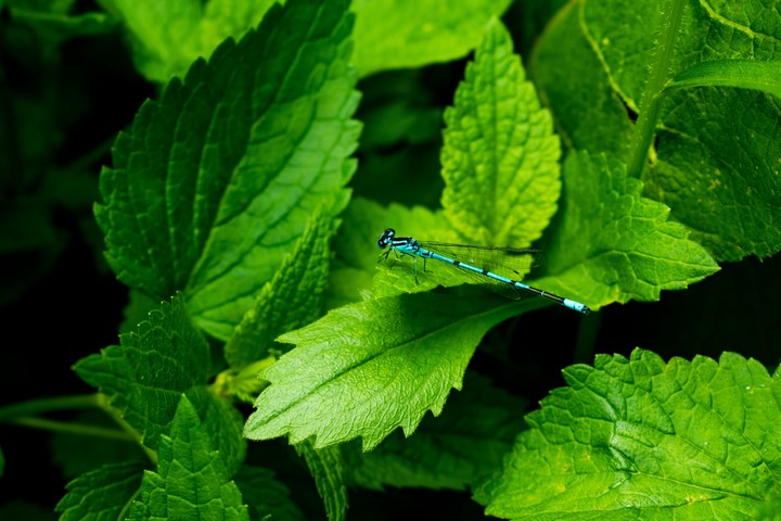 mint