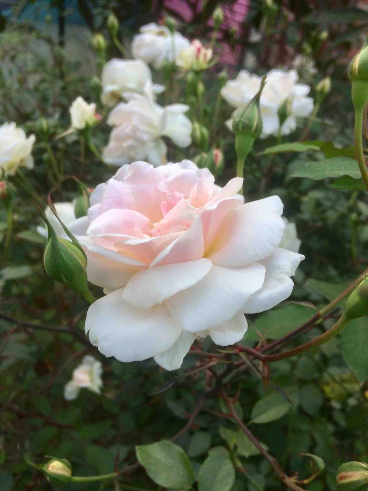 #rose