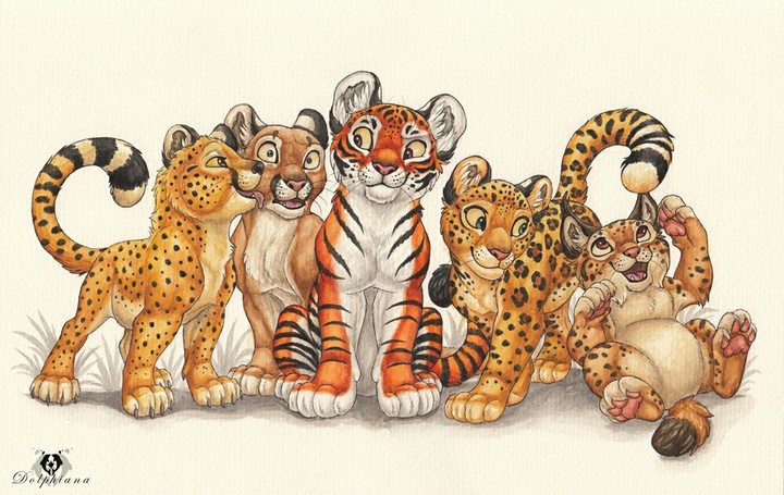 Leopardo,Puma,Tigre, Giaguaro e Lince.