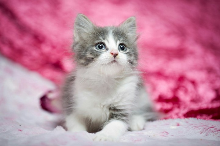 kedi