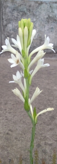 Rajnigandha