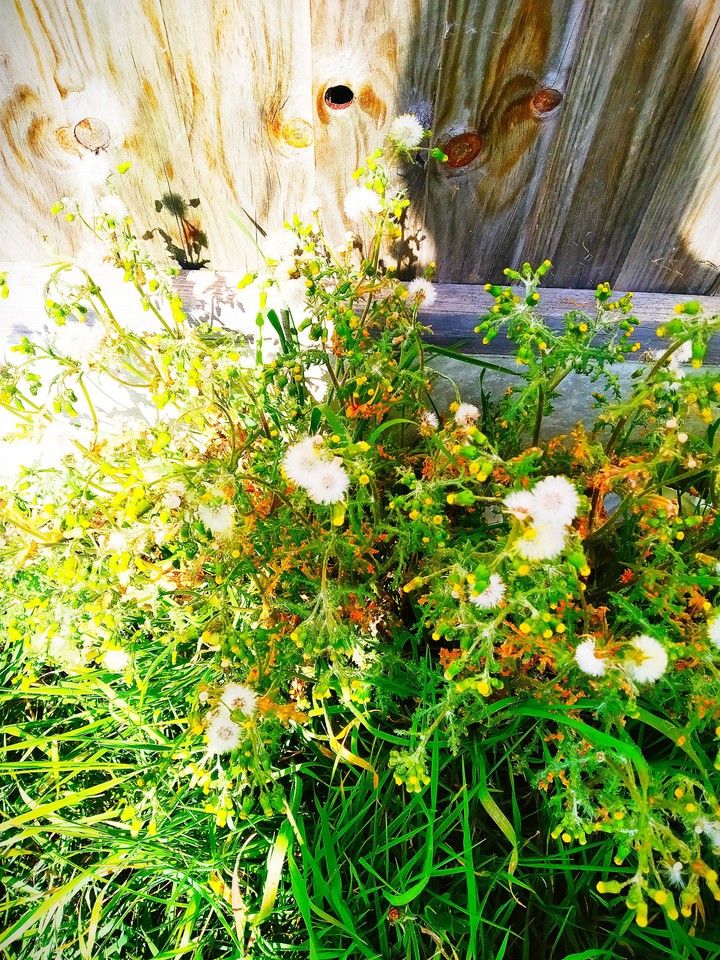 flower story