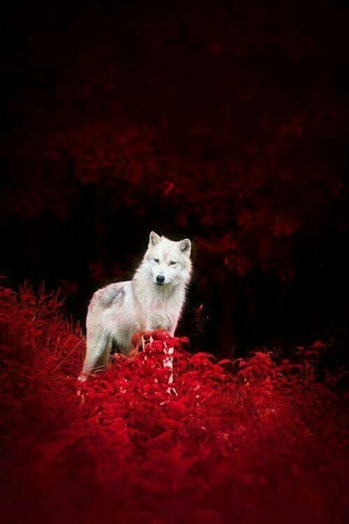 Wolf