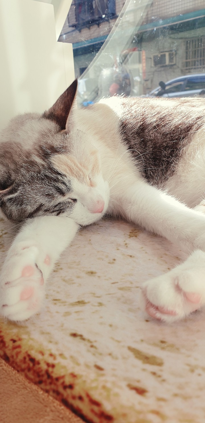 cat