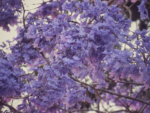 Jacaranda