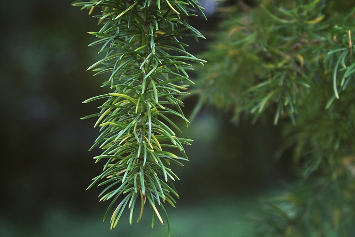 leaf